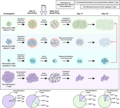 Mechanisms of Graft-versus-Host Disease Prevention by Post-transplantation Cyclophosphamide: An Evolving Understanding